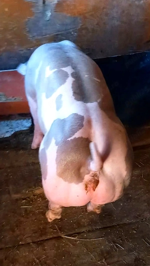 De vânzare 2 scrofite pietrain belgian pur 