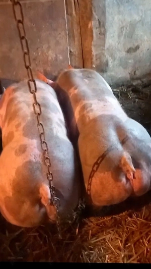De vânzare 1scrofita pietrain belgian pur  - imagine 2