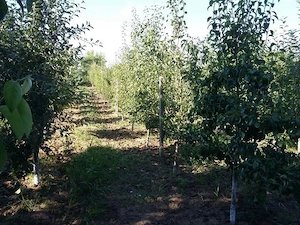 Casă și livadă pe rod 220mp cu acces la două străzi