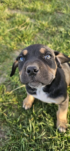 Puiuți Cane Corso  - imagine 2