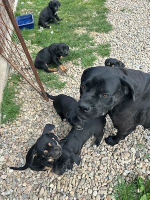 Puiuți Cane Corso  - imagine 3