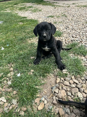 Puiuți Cane Corso  - imagine 4