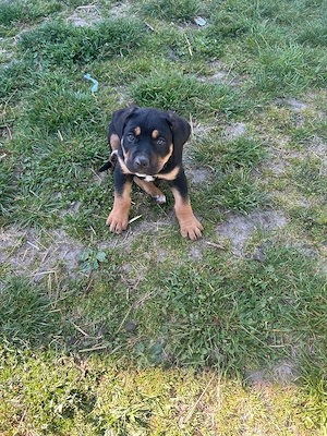 Puiuți Cane Corso  - imagine 5