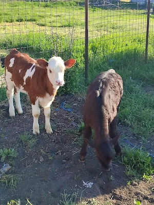 De vanzare doua vițele Angus