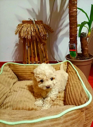 Maltipoo fetita toy 