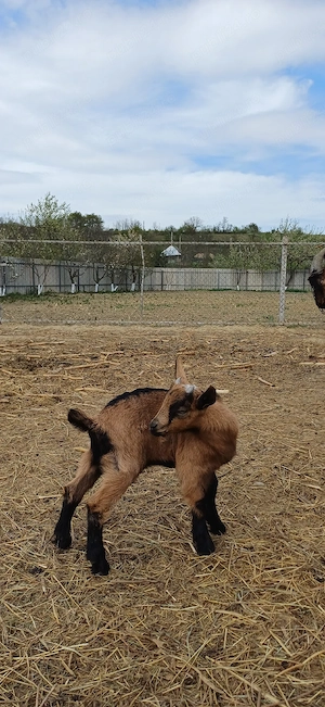 Vând ied Alpina Franceză - imagine 3