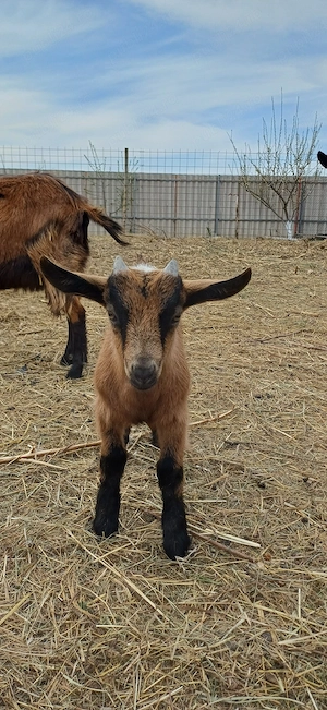 Vând ied Alpina Franceză