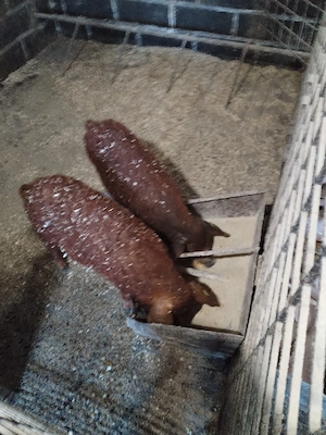 Purceleeee - imagine 2