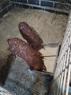 Purceleeee - imagine 3