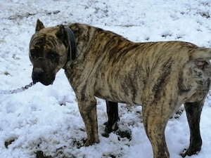 Presa canario "montă"  - imagine 2