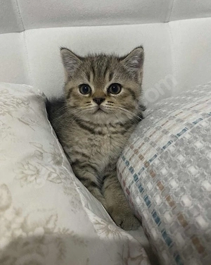 American Shorthair 