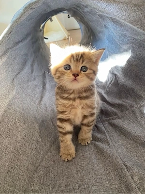 American Shorthair  - imagine 3