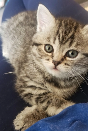 American Shorthair  - imagine 2