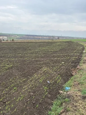 De vânzare teren intravilan   2000 mp   Sat Negrea, Județul Galați - imagine 6