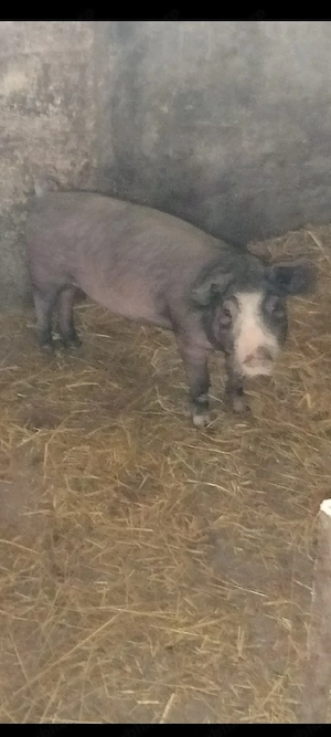 Scrofița Bazna 40+kg - imagine 2