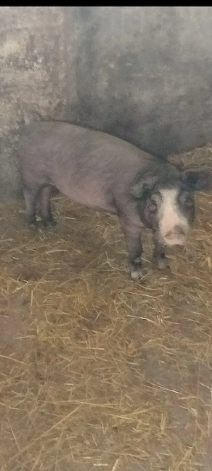 Scrofița Bazna 40+kg