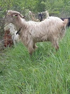 vând țap vârsta doi ani 