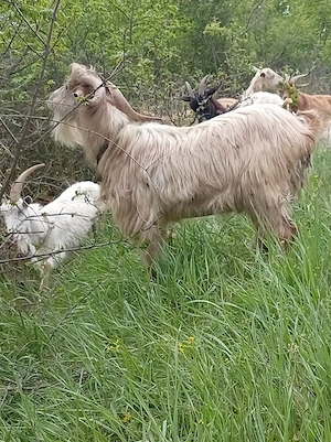 vând țap vârsta doi ani  - imagine 2