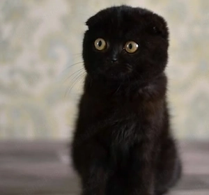 Scottish Fold Black - imagine 2