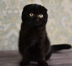 Scottish Fold Black - imagine 3