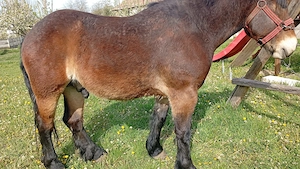 Vând cal de 3 ani - imagine 3