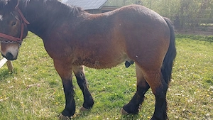 Vând cal de 3 ani - imagine 2