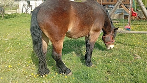 Vând cal de 3 ani - imagine 4