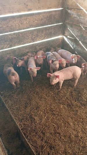 Purcei 6 de  săptămâni - imagine 2