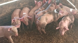 Purcei 6 de  săptămâni