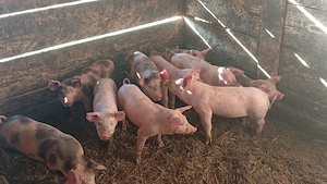 Purcei 6 de  săptămâni - imagine 3