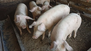  4 mascrii și 2 purcele  - imagine 2