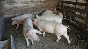  4 mascrii și 2 purcele  - imagine 3