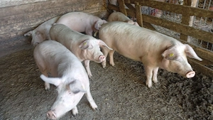  4 mascrii și 2 purcele 