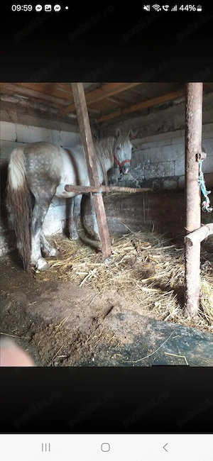 Vând cal 4 ani blând cuminte puternic