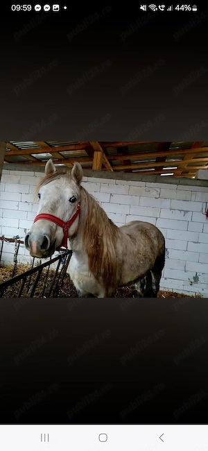 Vând cal 4 ani blând cuminte puternic - imagine 2