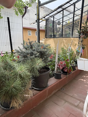  Apartament la casă, curte comună   renovat modern   zonă Complex, Timișoara