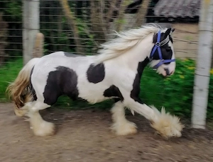 Vând gypsy vanner armăsar  - imagine 3