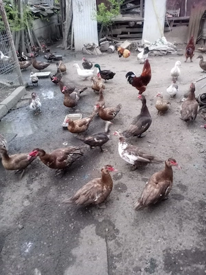 Vand oua rate lesesti cicolatii si gaina diverse rase - imagine 2