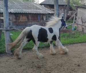 Vând gypsy vanner armăsar 