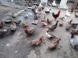 Vand oua rate lesesti cicolatii si gaina diverse rase