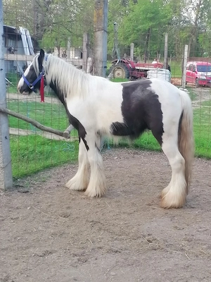 Vând gypsy vanner armăsar  - imagine 2