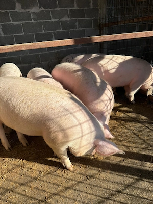 Scroafe de reproducție porci de proțap  la160,200 +kg marele alb cu landras - imagine 2