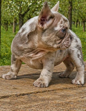 Bulldog Francez de vânzare.  - imagine 2