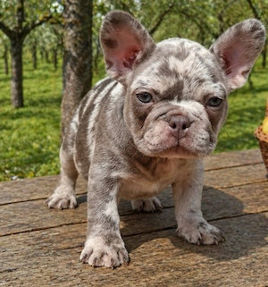Bulldog Francez de vânzare. 