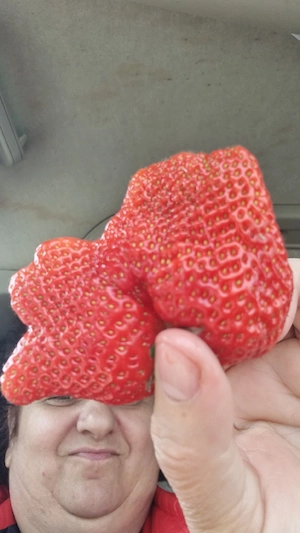 vind 60 ari de pamint