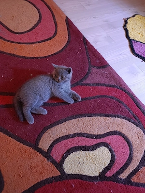 Puiuți british shorthair - imagine 2
