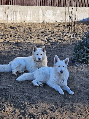 Ciobanesc elvetian ( lup alb ) - imagine 4