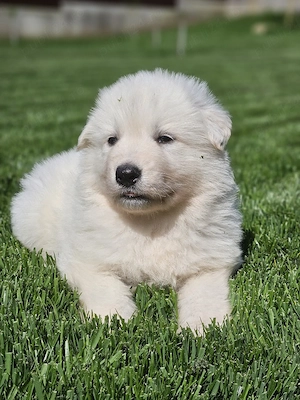 Ciobanesc elvetian ( lup alb ) - imagine 3