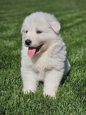 Ciobanesc elvetian ( lup alb ) - imagine 2