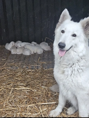 Ciobanesc elvetian ( lup alb ) - imagine 5